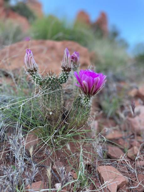 istock Sedona Arizona 1493590017