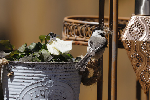 A little chickadee picks fibres from the handle of a flower pot during nesting season.