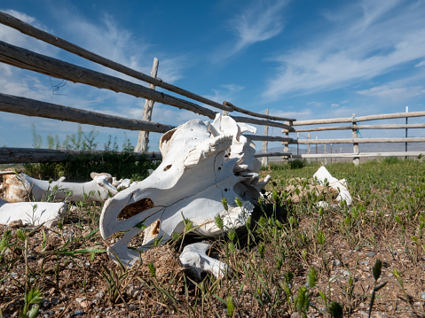 Bleached cow skeleton in a corral close up.