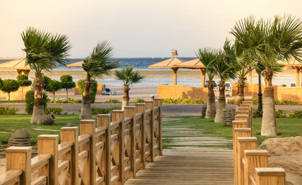 istock View of palm trees by sea against sky 1493591789