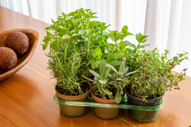 istock Variety of aromatic culinary herbs in vases over the table 1493595542