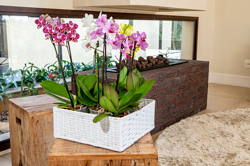 Beautiful vase of white, red, pink and yellow orchids decorating the living room in a house