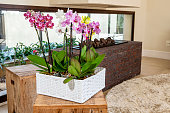 beautiful vase of orchids decorating the living room in a house