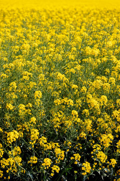 istock Yellow canola field at sunny day 1493596347