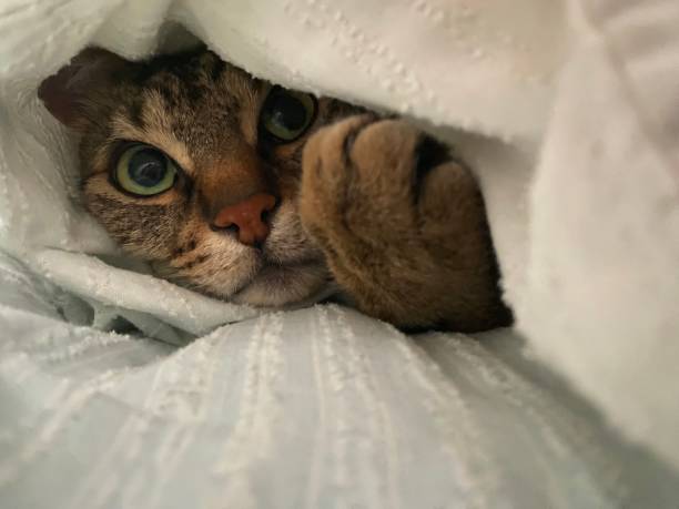 istock Kitten in the bed 1493598067
