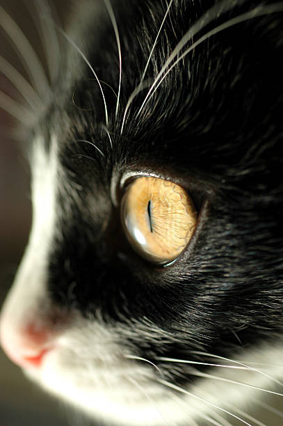 istock European black and white cat 149360034