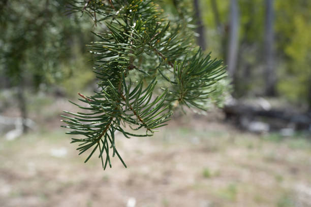 istock Focus on Pine Needles from a White Fir 1493602291