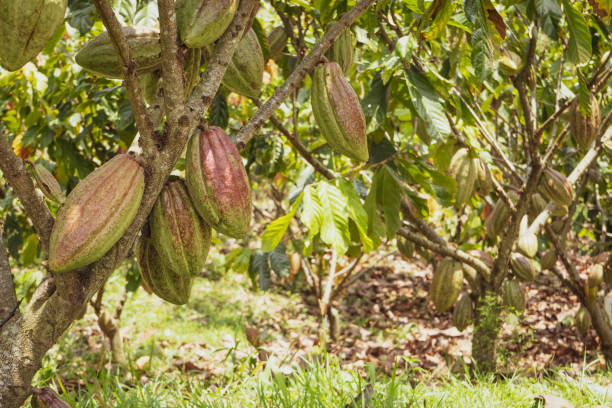 istock Fresh cocoa cut exposing cocoa nibs 1493603633