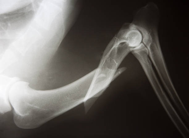 X-ray of Broken leg in dog stock photo