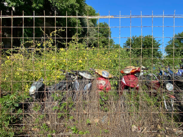 istock Old scooter motorcycles in the junkyard 1493608486