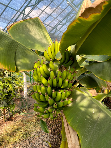 Big branch of unripe green bananas on the tree in greenhouse. Taken on mobile device.