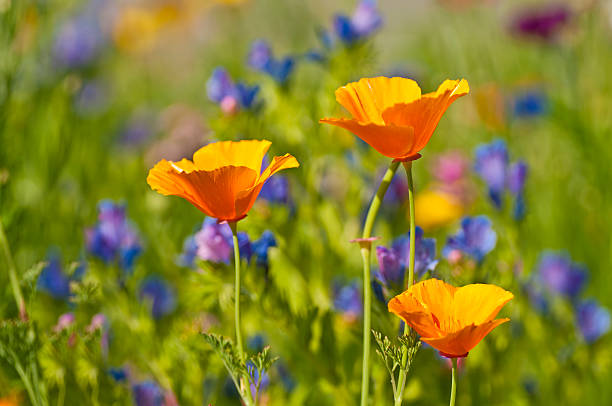 istock Californian poppy 149360998