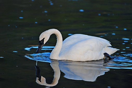 Yellowstone Trumpeter Swan reflected on Yellowstone River