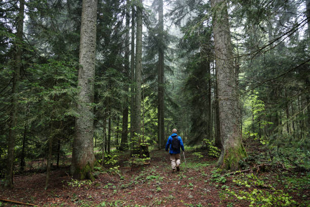 istock The traveler man walking in forest 1493610371