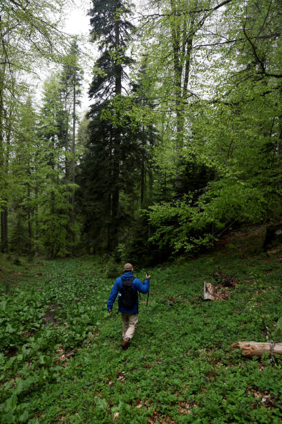 istock The traveler man walking in forest 1493610567