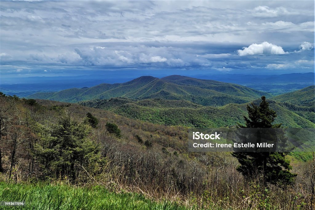 Curtis Valley in Spring II Landscape view of Curtis Valley with prominent evergreen trees in the Blue Ridge Mountains during spring. Adventure Stock Photo