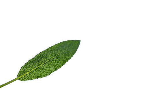 Fresh Sage Leaf Texture, Isolated on White