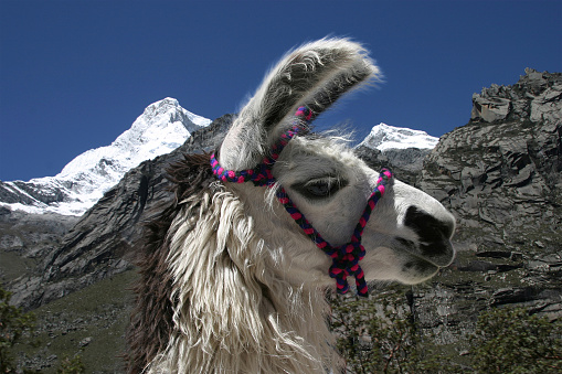 The llama is a domesticated South American camelid, widely used as a meat and pack animal by Andean cultures since the Pre-Columbian era. Their wool is soft and contains only a small amount of lanolin.