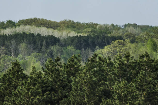 Carpet of Trees Spring Time, Wisconsin,Midwest,USA.