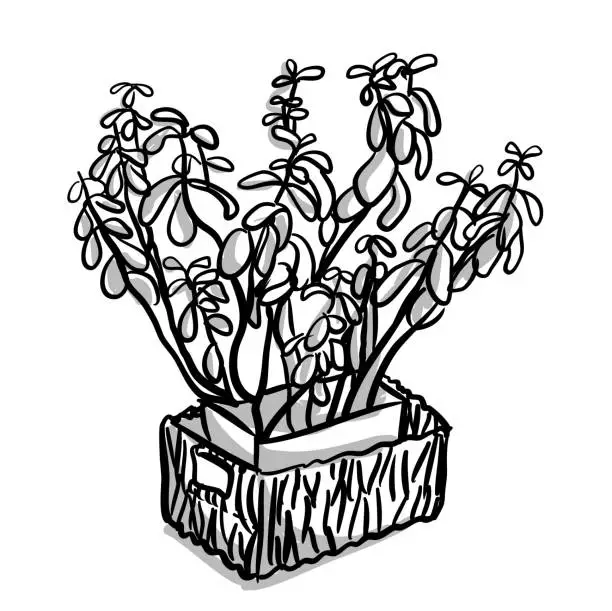 Vector illustration of Plant In Decorative Basket Sketch
