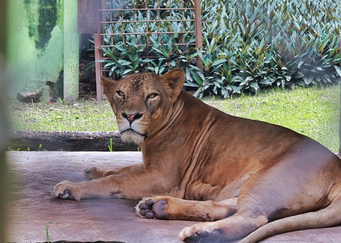 Lioness in a cage at a zoo
