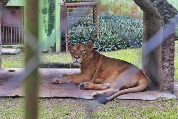 istock Lioness in a cage at a zoo 1493627863