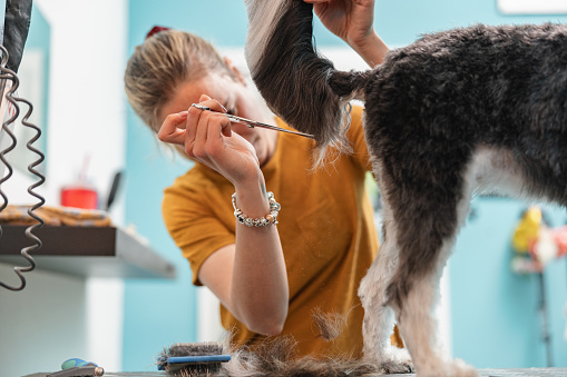 Female caucasian groomer inclined at one side while holding with one hand metalic scissors and cutting the hair of the tail of a medium size dog at a grooming salon. With the other hand she holds the dog´s tail.