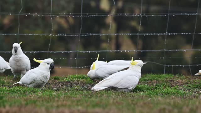 Sulphur Crested Cockatoo's (Cacatua galerita)