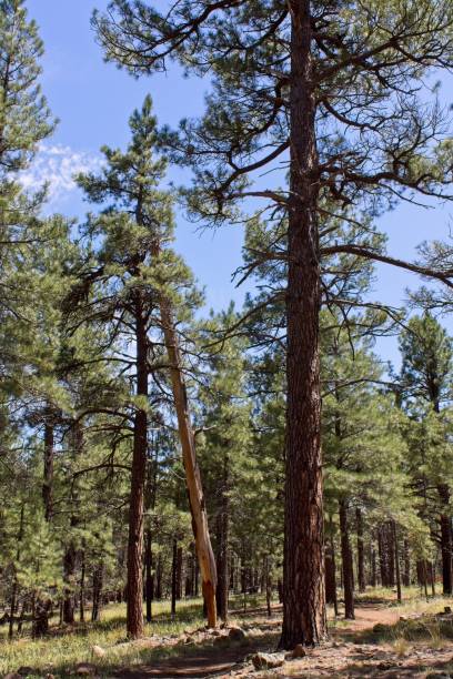 istock The Pine forest at Griffith Springs, Flagstaff, Arizona. 1493634834