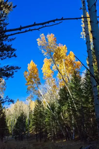 Photo of Looking up at yellow aspens changing color in the fall.