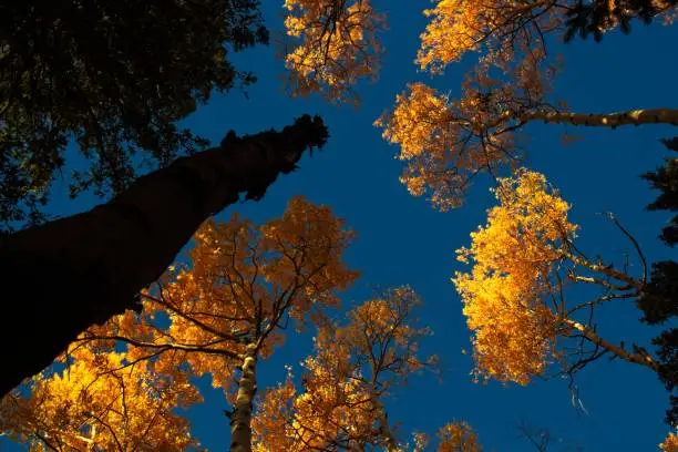 Photo of Looking up at yellow aspens changing color in the fall.