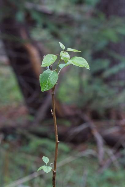 istock Small leafed plant growing in the forest. 1493634894