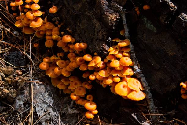 istock A group of small orange mushrooms in a log. 1493635145