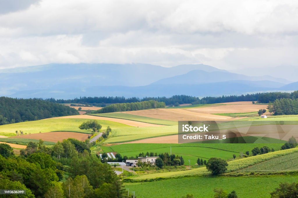 golden wheat field in summer in Hokkaido - Royalty-free Altın - Tanımlı renk Stok görsel golden wheat field in summer in Hokkaido - Royalty-free Altın - Tanımlı renk Stok görsel