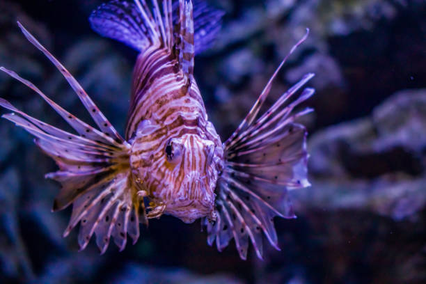 istock Fish in the aquarium 1493637399