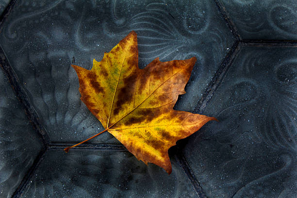 istock Single yellow maple leaf on disign street floor 149363844