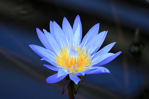 lotus (blue)