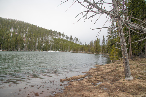 Quiet and cold lake on a foggy morning in the Yellowstone Ecosystem in western USA and North America.  Nearest cities are Gardiner, Cooke City, Bozeman, Billings, Montana, Jackson, Wyoming, Salt Lake City, Utah and Denver, Colorado.