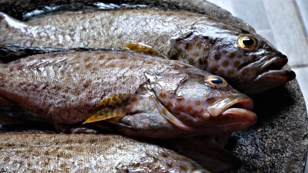 istock Fresh Grouper on Stone Bowl.  Epinephelinae 1493642575