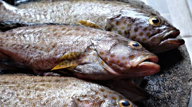 istock Fresh Grouper on Stone Bowl.  Epinephelinae. 1493642578