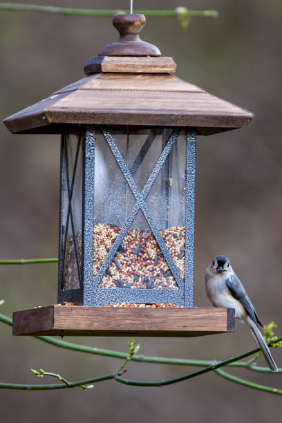 istock A single tufted titmouse (Baeolophus bicolor) perching on the bird feeder on the blurry garden background, 1493642667