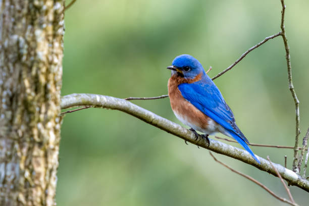 istock Male Eastern Bluebird Perched on Budding Limb in Early Spring 1493642705