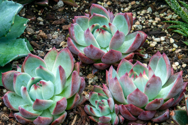istock Grouping of green blue echeveria with red trim 1493642723