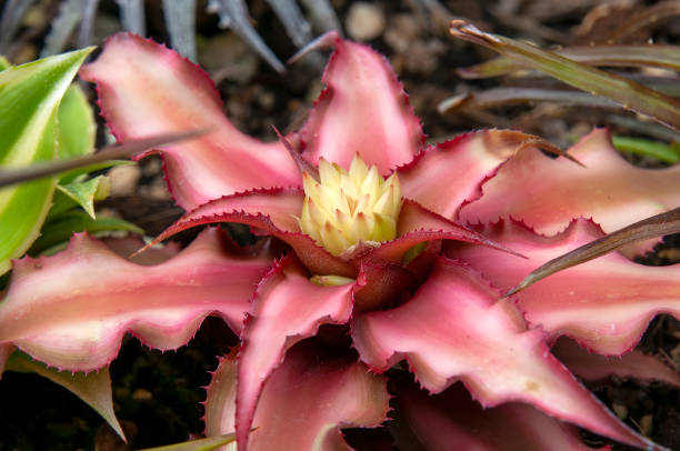 istock Cryptanthus bivittatus or earth star bromeliad in garden 1493642727