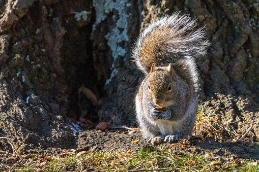The eastern gray squirrel has a grayish body with some black, white or brown fur and a whitish belly. Some gray squirrels are completely black; this is called melanism. These squirrels have bushy tails that vary in color from pale gray to brownish. Eastern gray squirrels can grow to 20 inches long and weigh 1.5 pounds.