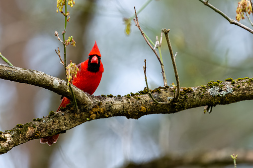 A red male northern ardinal perched on a branch