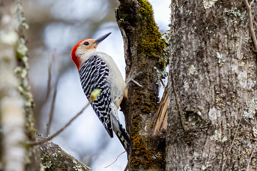 Members of Melanerpes are small to medium-sized woodpeckers found exclusively in the New World. Some are West Indian endemics, and include species from Hispaniola, Puerto Rico, Jamaica and Guadeloupe