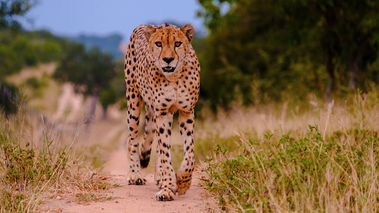 A wild Cheetah running across the savannah grassland of the Masai Mara, Kwenya