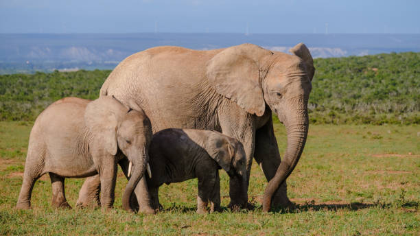 addo elephant park sudáfrica, familia de elefantes en addo elephant park - south africa addo animal elephant fotografías e imágenes de stock