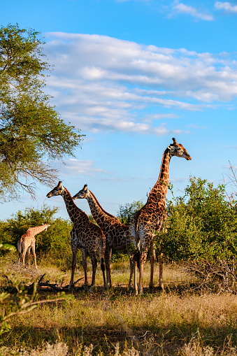 Giraffe in the bush of Kruger national park South Africa during safari at sunset. Giraffe at dawn in Kruger Park South Africa